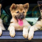 Car Innovations for Dogs Just for Laughs: I Think My Dog's a Democrat