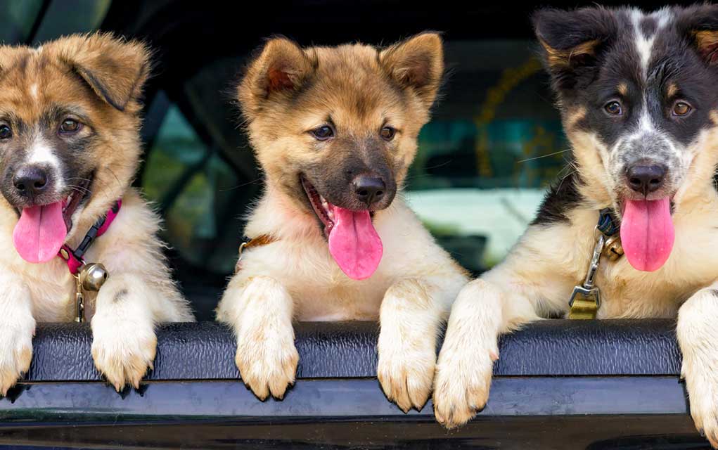 Just for Laughs: I Think My Dog's a Democrat Just for Laughs: I Think My Dog's a Democrat