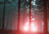 Mysterious glowing lights in foggy forest setting