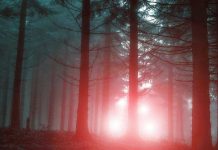 Mysterious glowing lights in foggy forest setting