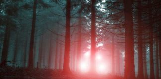 Mysterious glowing lights in foggy forest setting