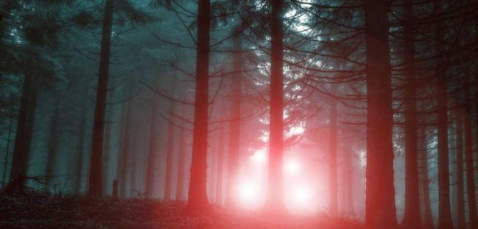 Mysterious glowing lights in foggy forest setting