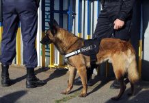 Police dog standing with two officers