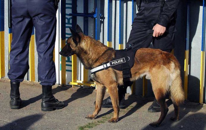 Police dog standing with two officers
