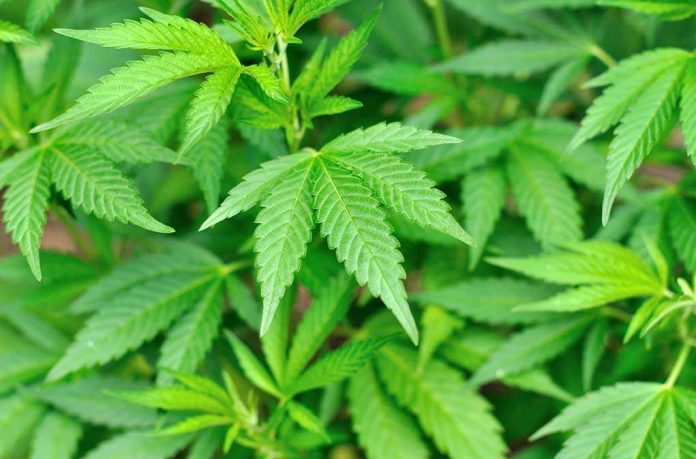 Close-up of vibrant green cannabis leaves