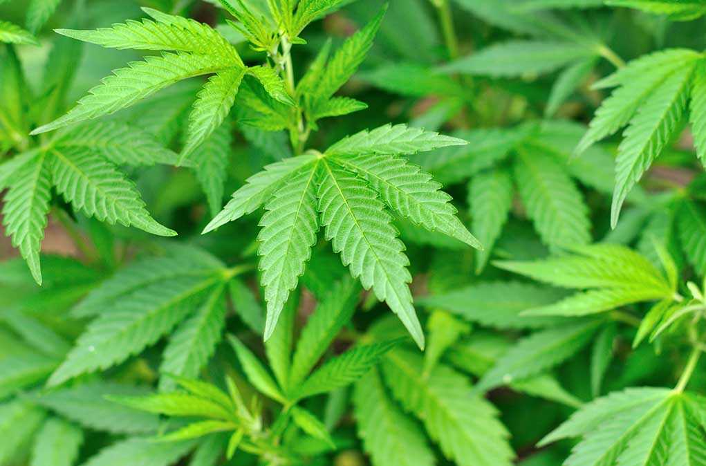 Close-up of vibrant green cannabis leaves