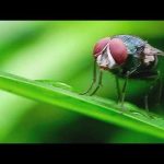 HORRIFYING Parasite Outbreak! Gov. Abbott orders emergency response as screwworm