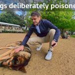 Poisoned Meat PLANTED — Dogs Collapsing in Parks Poisoned Meat PLANTED — Dogs Collapsing in Parks