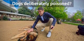 Poisoned Meat PLANTED — Dogs Collapsing in Parks Poisoned Meat PLANTED — Dogs Collapsing in Parks