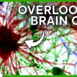 Scientists Were WRONG About Fear This Whole Time Scientists Were WRONG About Fear This Whole Time