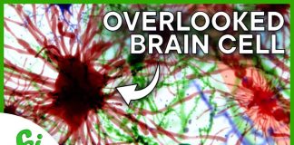 Scientists Were WRONG About Fear This Whole Time Scientists Were WRONG About Fear This Whole Time