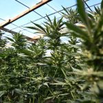 Trump Shocks Washington With Marijuana Shift Trump Shocks Washington With Marijuana Shift