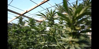 Trump Shocks Washington With Marijuana Shift Trump Shocks Washington With Marijuana Shift