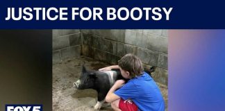 Neighbors BUTCHER Boy’s Therapy Pig Neighbors BUTCHER Boy's Therapy Pig