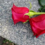 Royal DEATH at 47, Mourners Gather — Why So QUIET? Two red roses on a gray stone surface.