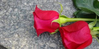 Royal DEATH at 47, Mourners Gather — Why So QUIET? Two red roses on a gray stone surface.