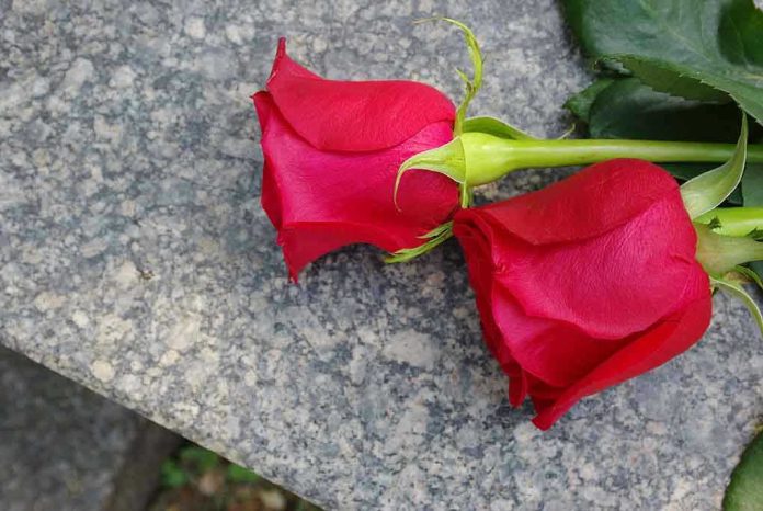 102318856 Two red roses on a gray stone surface.