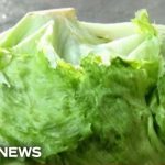 27 STATES That Were SUPPLIED INFECTED Lettuce Iceberg lettuce eyed in parasite outbreak