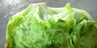 27 STATES That Were SUPPLIED INFECTED Lettuce Iceberg lettuce eyed in parasite outbreak