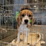 Fake Rescue HORROR Exposed beagle puppy in a metal crate