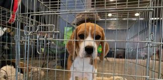 Fake Rescue HORROR Exposed beagle puppy in a metal crate