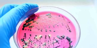 Deadly Bacteria STILL Lurks — YET, City Declares “All Clear” Gloved hand holding petri dish with bacterial colonies on pink agar