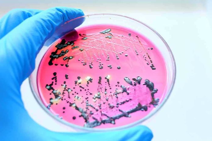 shutterstock_1734603470 Gloved hand holding petri dish with bacterial colonies on pink agar