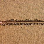 SHOCKING — New York Draws Line — Faith LOSES Finger drawing a straight line in wet sand