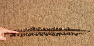 SHOCKING — New York Draws Line — Faith LOSES Finger drawing a straight line in wet sand