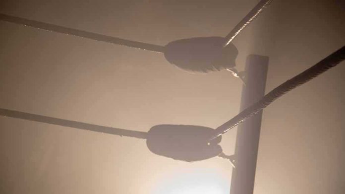 shutterstock_1134079298 Boxing ring corner ropes in hazy light