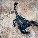 Cornyn’s ‘Riddle’ Sets Right-Wing Fire Scorpion on rough wooden surface