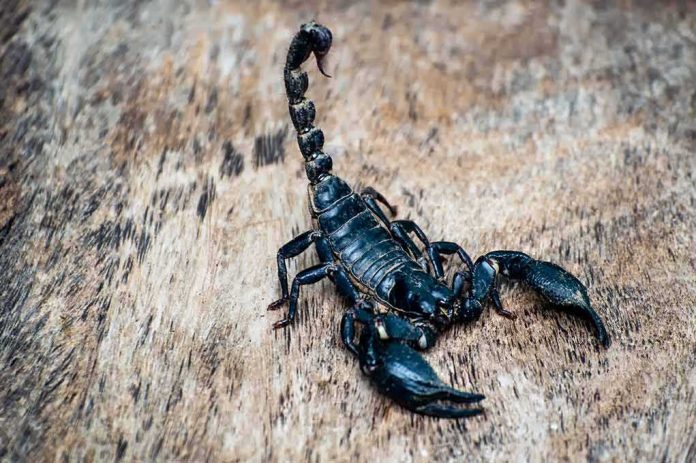 shutterstock_1136497559 Scorpion on rough wooden surface