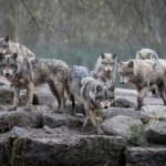 Family Pet’s WILD Past Kept Her ALIVE Wolf pack standing on rocky terrain