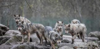 Family Pet’s WILD Past Kept Her ALIVE Wolf pack standing on rocky terrain
