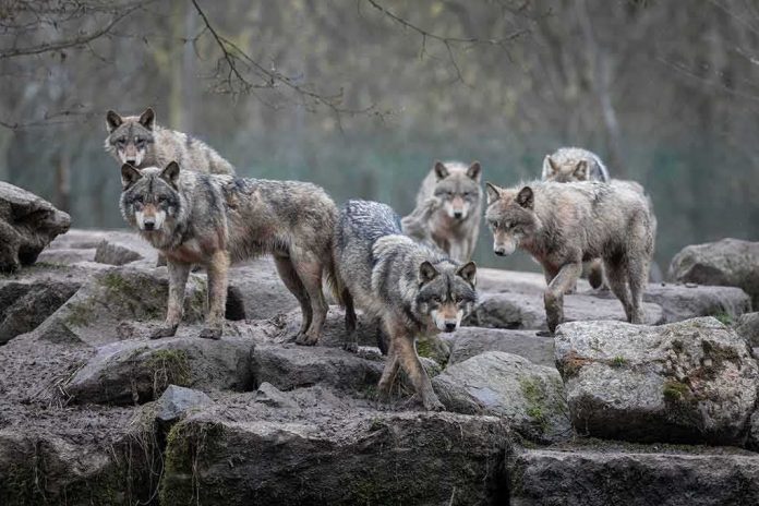 Wolf pack standing on rocky terrain