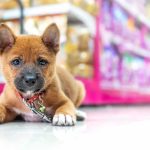 Her Puppy Died In The Street. Her EXCUSE Is SICKENING Puppy lying on a store floor