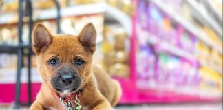 Her Puppy Died In The Street. Her EXCUSE Is SICKENING Puppy lying on a store floor