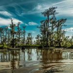 Man, 71, DRAGGED In — What ELSE Was In That Water Cypress trees in a swamp reflecting on calm water
