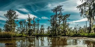 Man, 71, DRAGGED In — What ELSE Was In That Water Cypress trees in a swamp reflecting on calm water